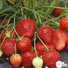 Plants de fraisiers 'Gorella' : barquette de 6 plants