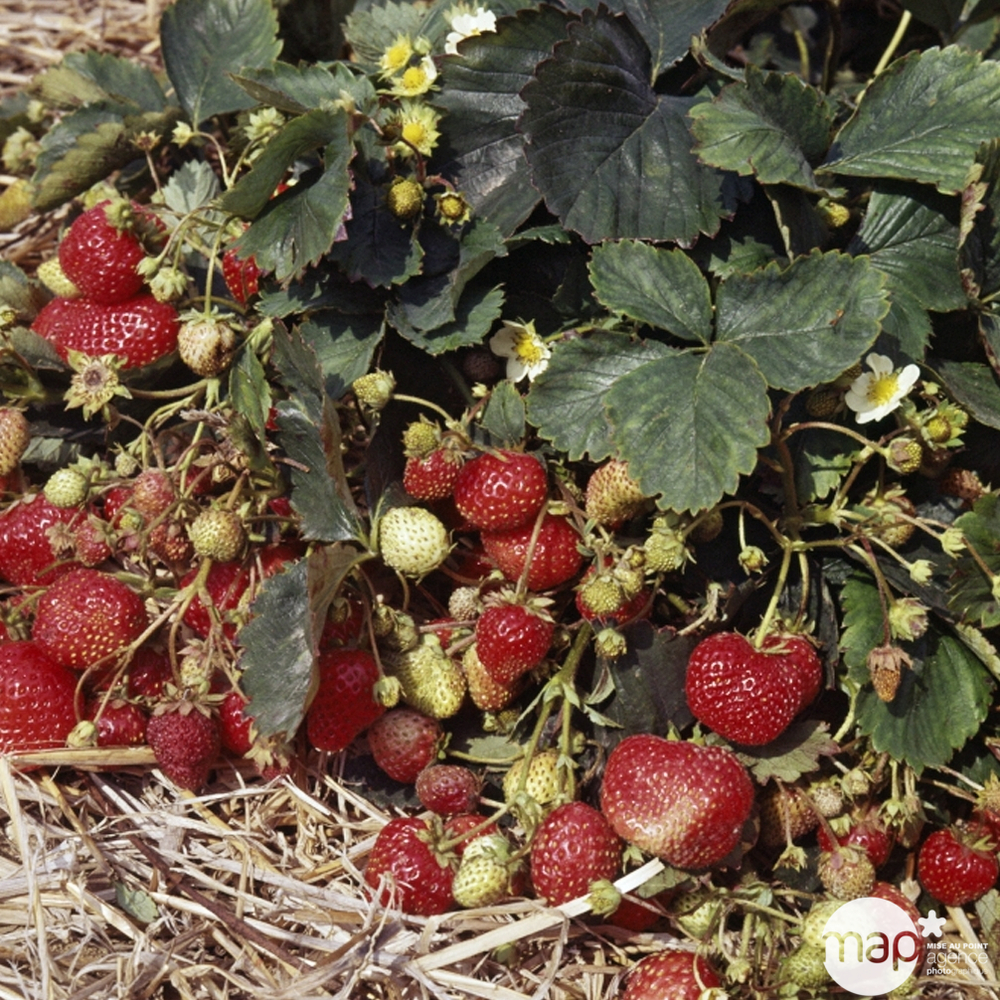Fraisier rabunda: barquette de 6 plants