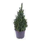 Picea glauca Conica H : 40/50 cm ctr 4L