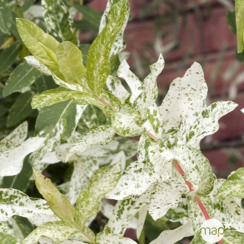 Salix integra ' Hakuro Nishiki ' : 1/2 tige 110 cm de H ctr