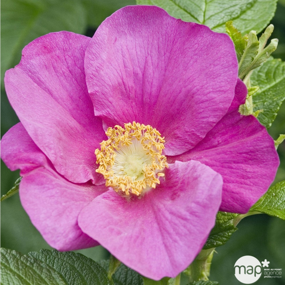 Rosa rugosa : H 40/60 cm ctr 4 litres