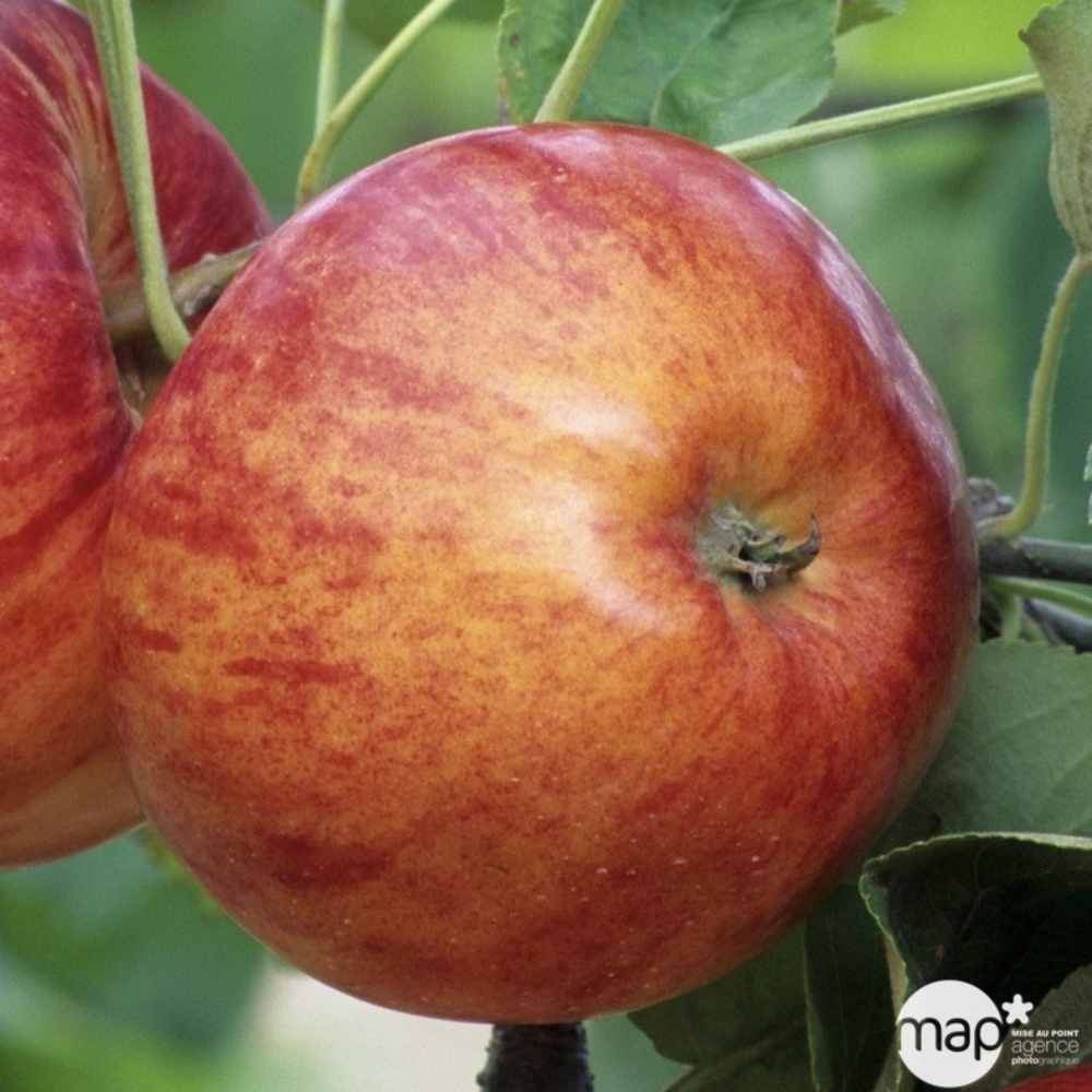 Pommier Reine des Reinettes : palmette en U prêt à planter