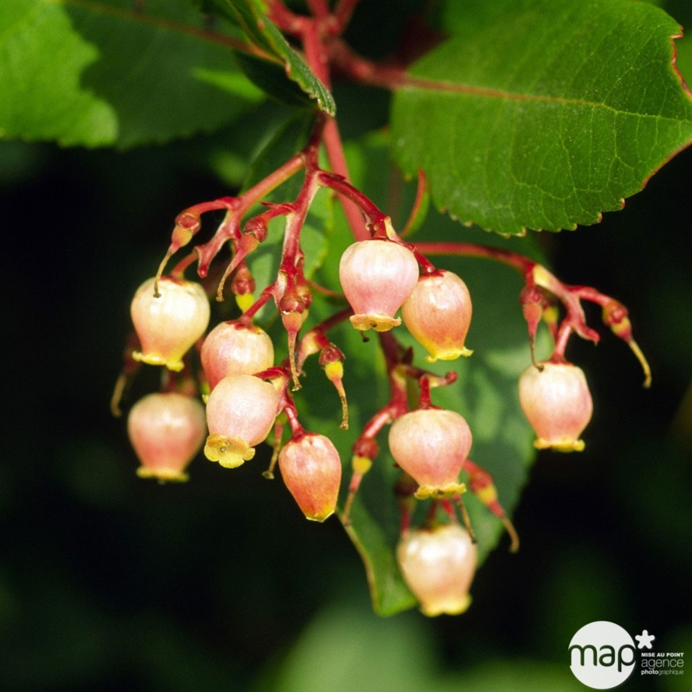 Arbutus Unedo : H 60/80 cm ctr 10 Litres