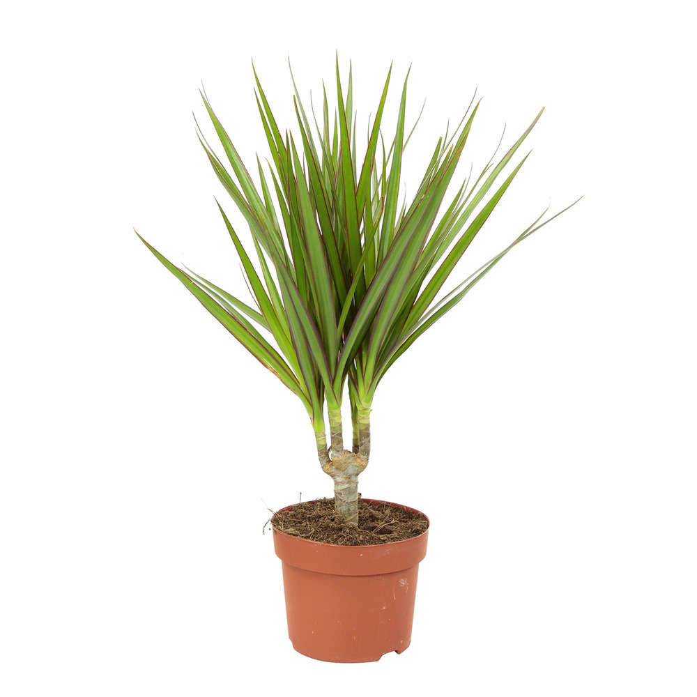 Dracaena : 1 canne H.15cm pot