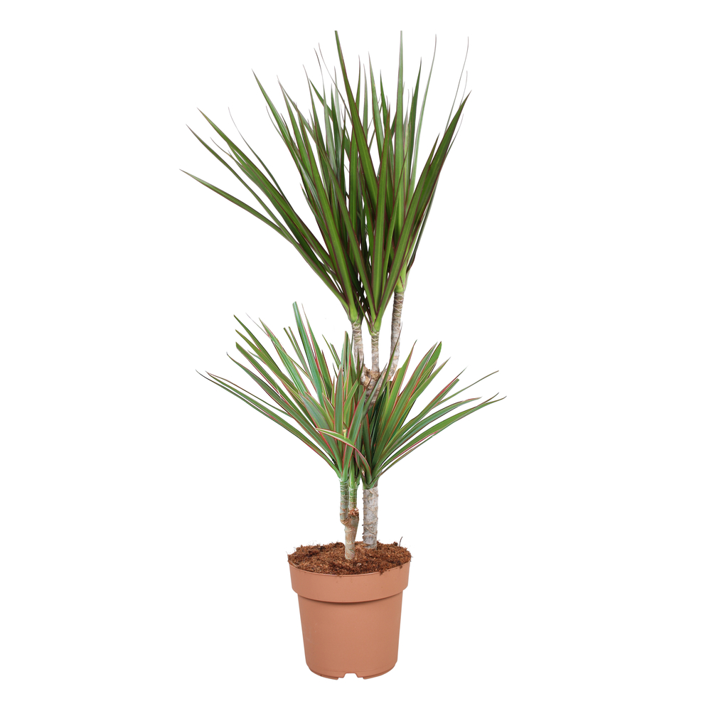 Dracaena : 2 cannes H.30,15cm pot d17cm