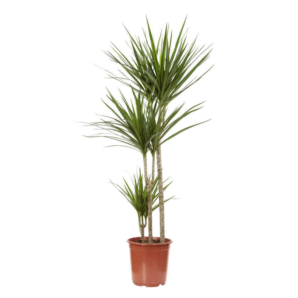 Dracaena : 3 cannes H.60,30,15cm, D25cm