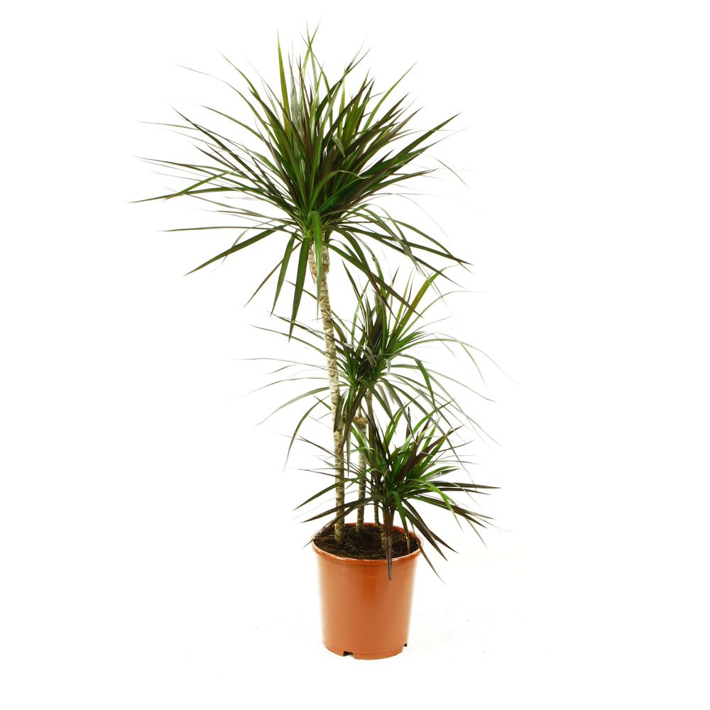 Dracaena : 3 cannes H.90,45,15cm pot