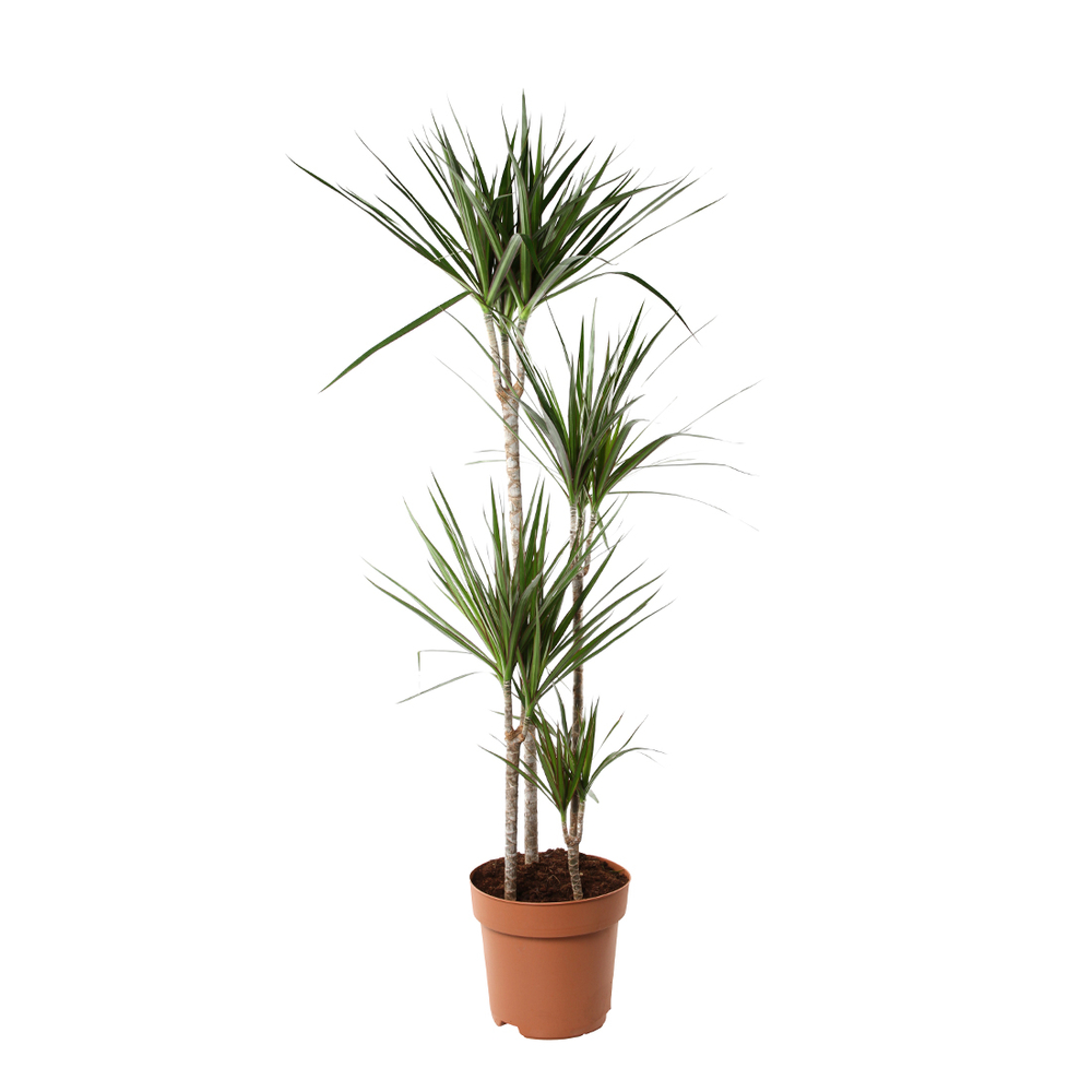 Dracaena : 4 cannes pot d.27cm | Truffaut
