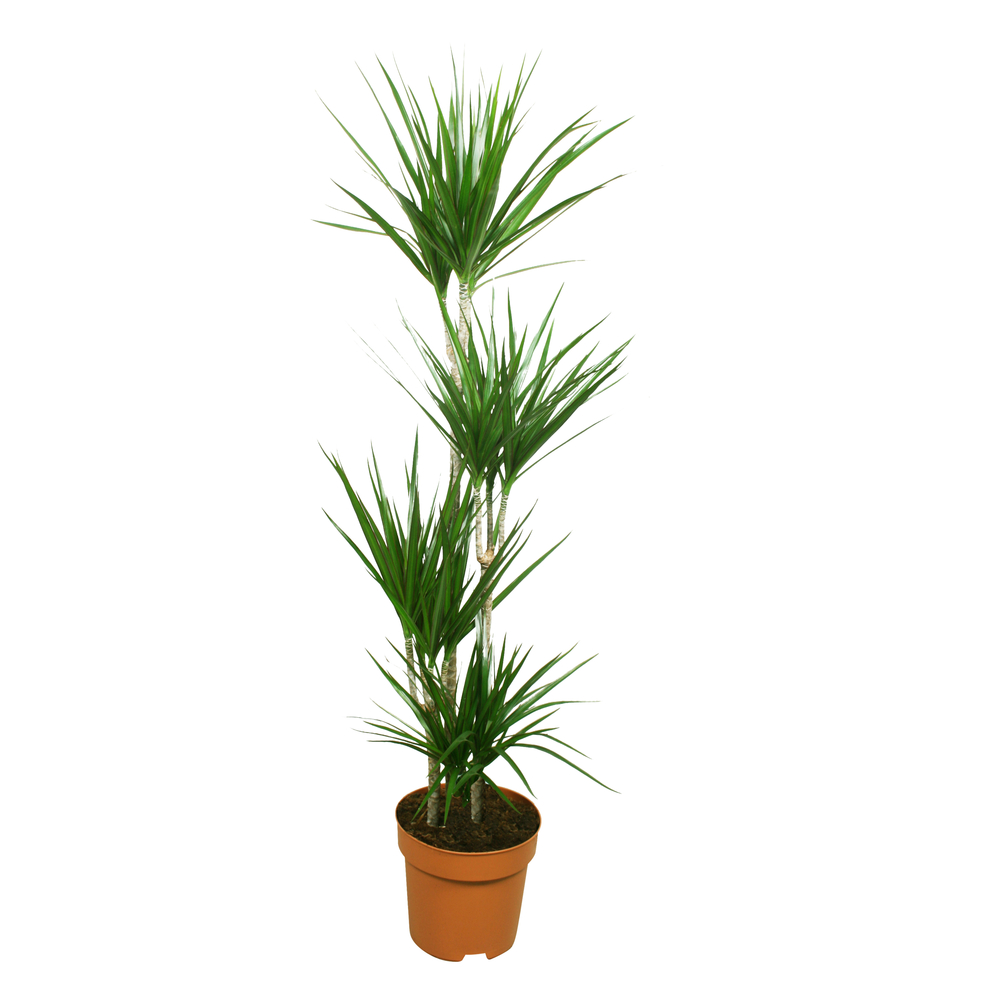 Dracaena: 4 cannes, pot d.27cm