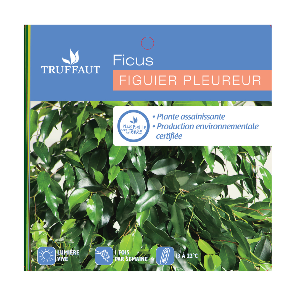 Ficus Benjamina : H.60cm pot