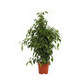 Ficus Benjamina : H.80cm pot