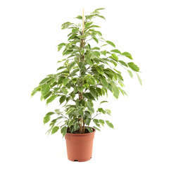 Ficus Benjamina : H.80cm grand modèle pot