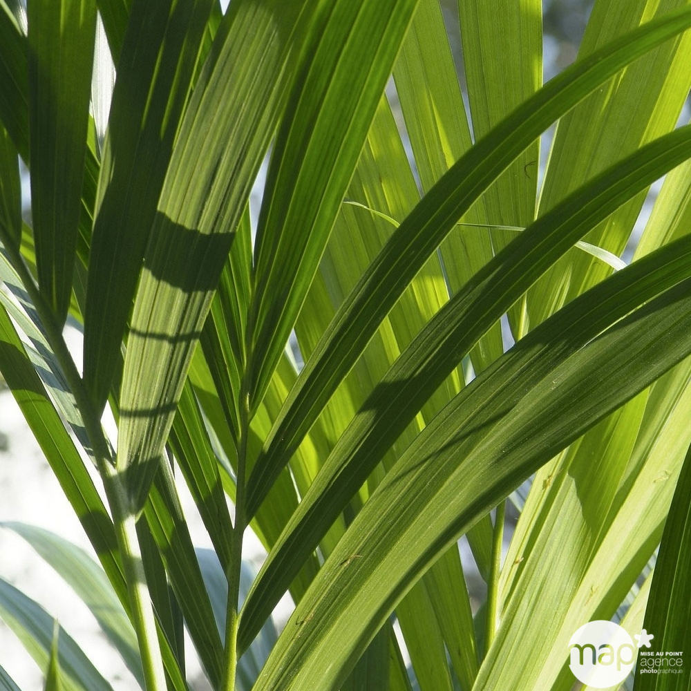 Kentia : H.100/120 cm D24cm
