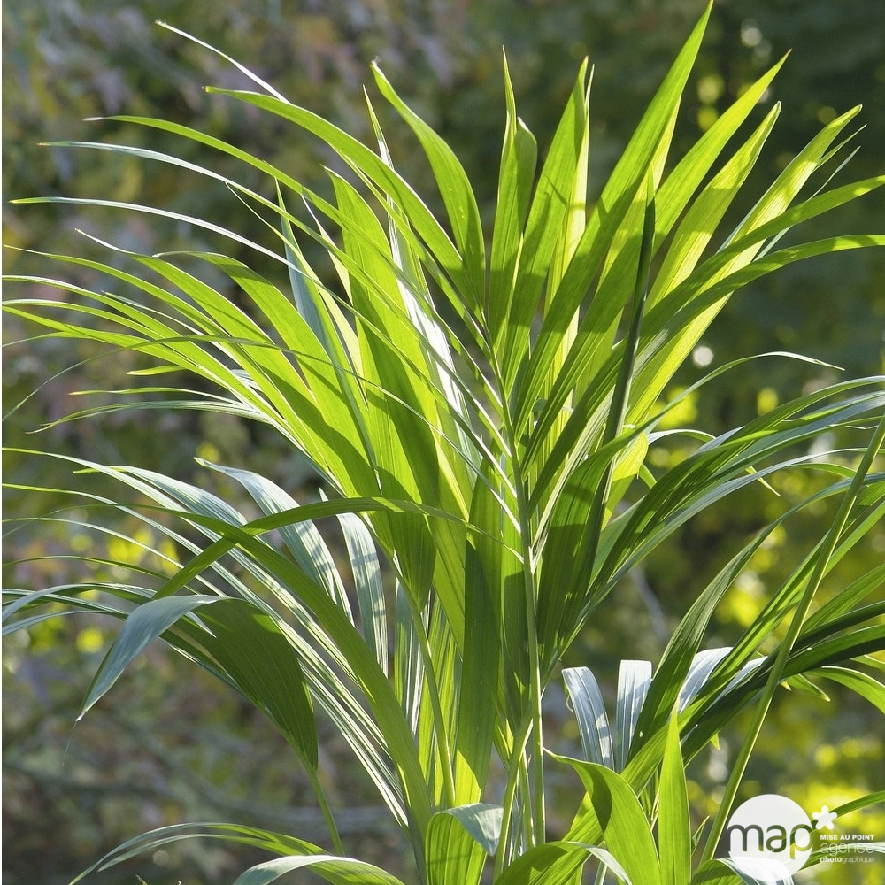 Kentia : H.180cm petit modèle pot