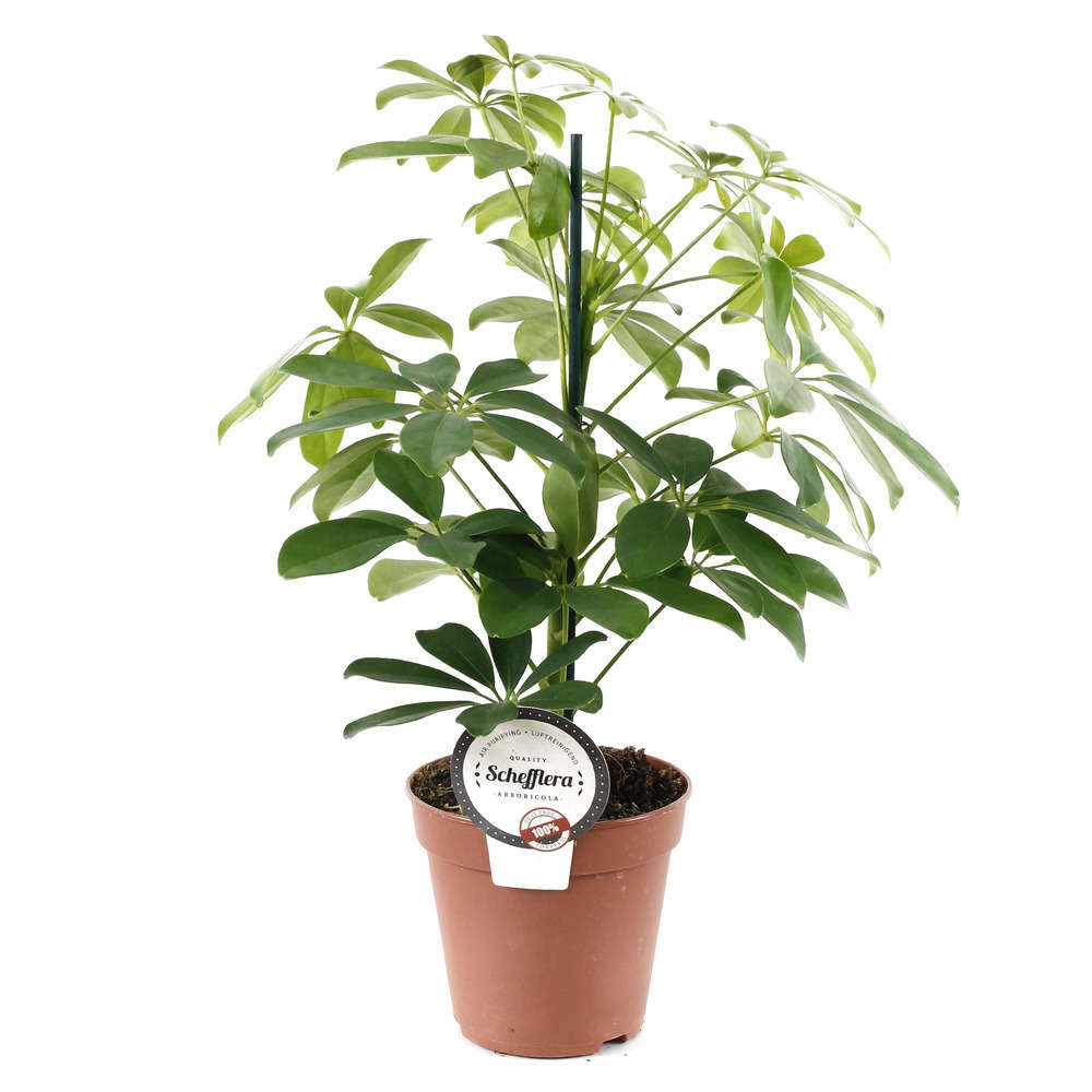 Schefflera : H.50/60cm pot