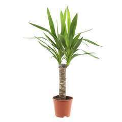 Yucca : 1 canne H.30cm pot d.13cm
