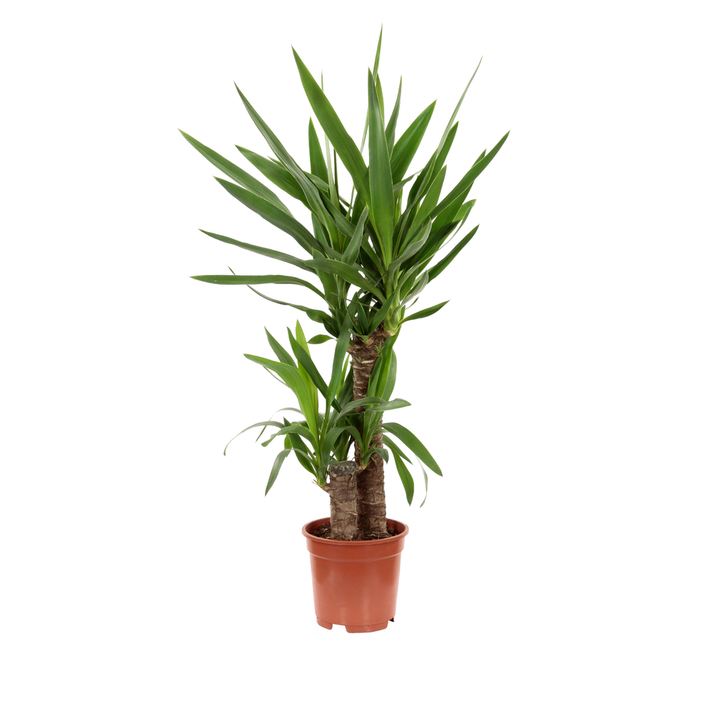 Yucca : 2 cannes H.30, pot d.17cm