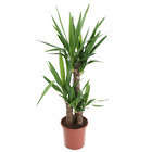 Yucca : plante gd modèle 3 cannes H.60,30,15cm pot d20cm