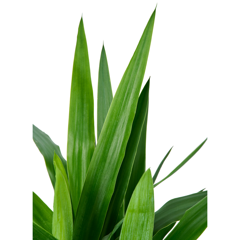 Yucca, 3 cannes, hauteur moyenne 90 à 100cm : pot D.20cm