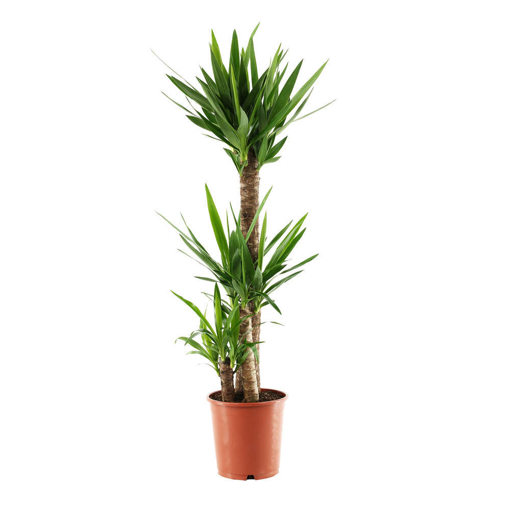 Yucca 3 cannes H.90, 45, 15cm : pot Ø 24cm
