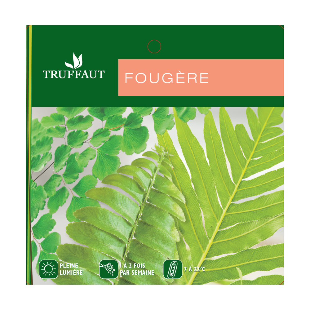 Asparagus : plante Ø18/20cm suspension