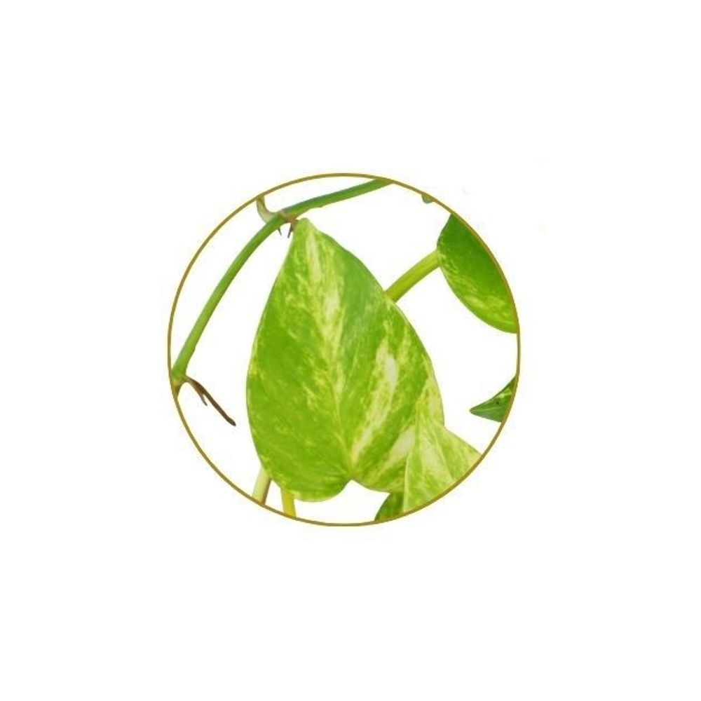 Pothos : suspension Ø18/20cm