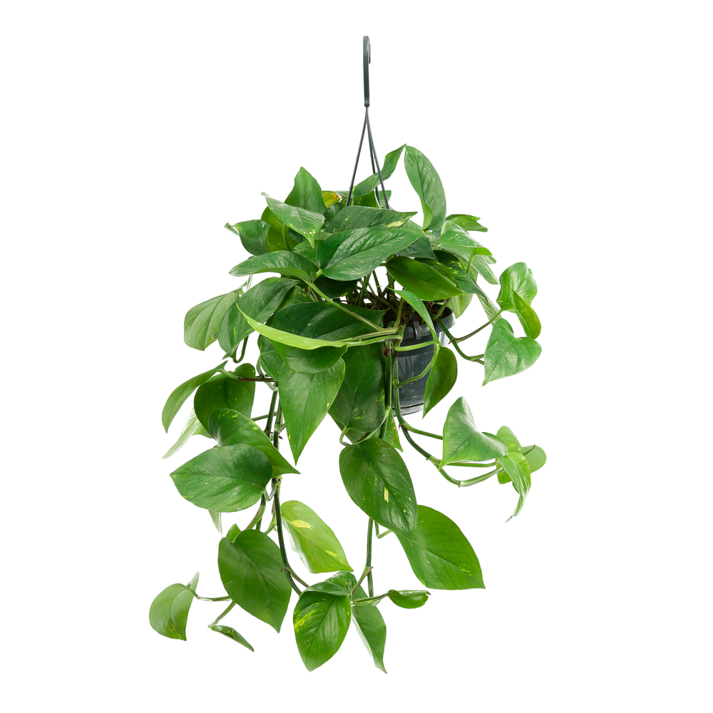 Pothos : suspension Ø18/20cm