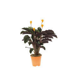Calathea : 3/4 fleurs pot