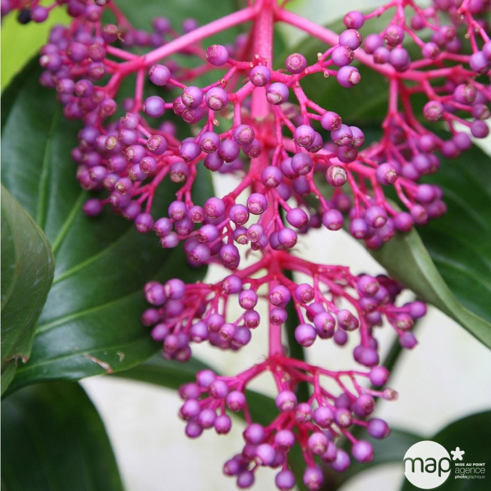 Médinilla : 3/4 fleurs pot