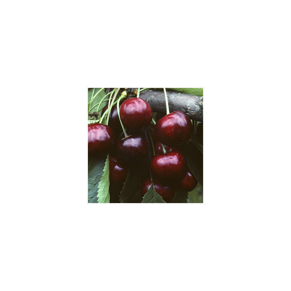 Cerisier Bigarreau Burlat : palmette oblique prêt à planter