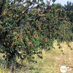Cerisier Bigarreau Napoléon : palmette oblique - prêt à planter