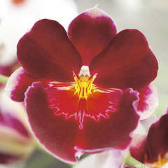Orchidée Miltonia 2 tiges - pot D.12 cm