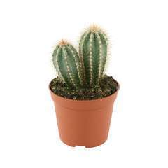 Cactus:pot D7 cm - Variétés variables