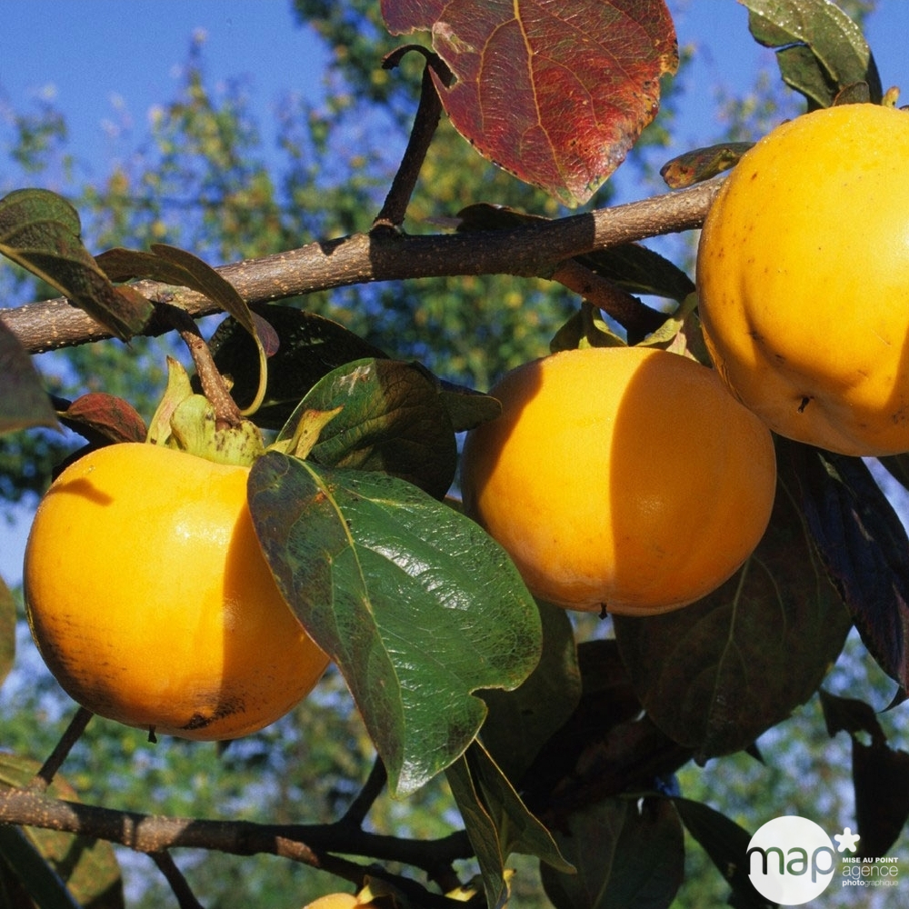 Diospyros kaki : 1/2 tige conteneur