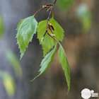 Betula verrucosa ' Youngii ' : 1/2 tige circonférence 8/10 cm H 150 cm
