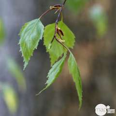 Betula verrucosa ' Youngii ' : 1/2 tige circonférence 8/10 cm H 150 cm