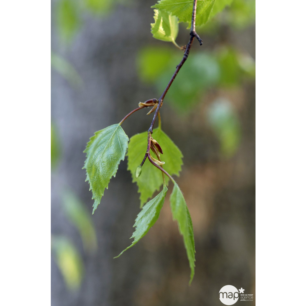 Betula verrucosa ' Youngii ' : 1/2 tige circonférence 8/10 cm H 150 cm