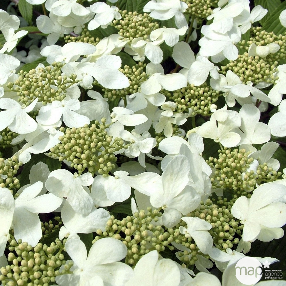 Viburnum plicatum : ctr 10 litres