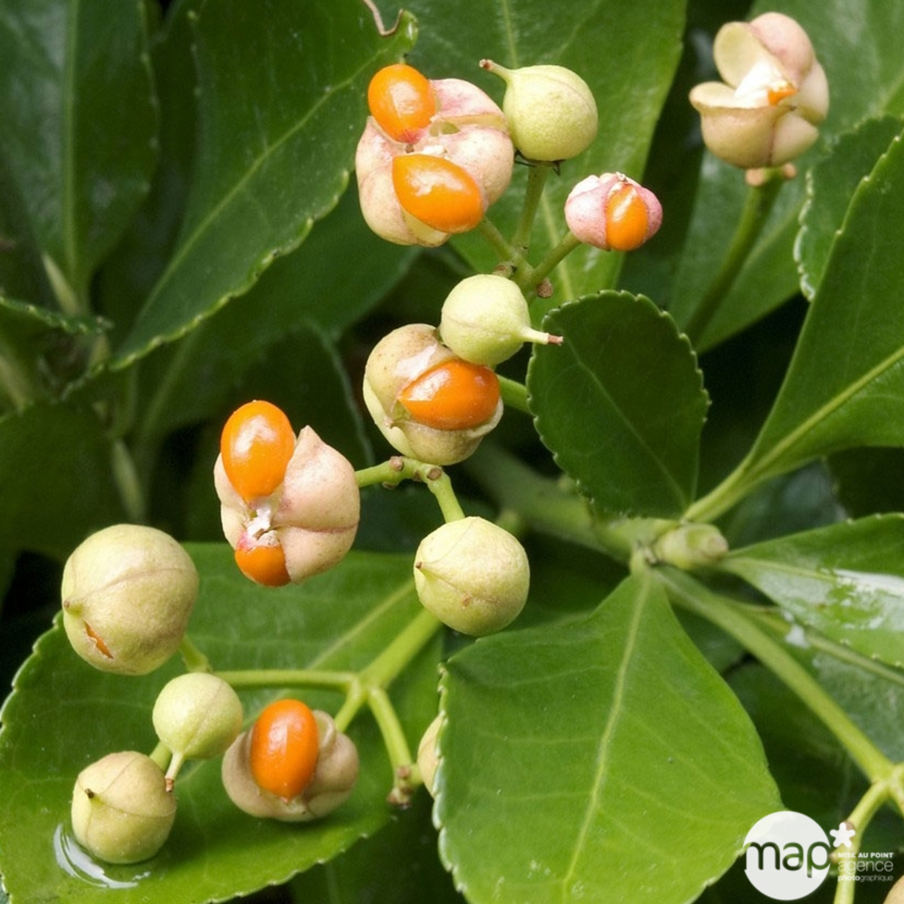 Euonymus japonicus : H 60/80 ctr 10 litres