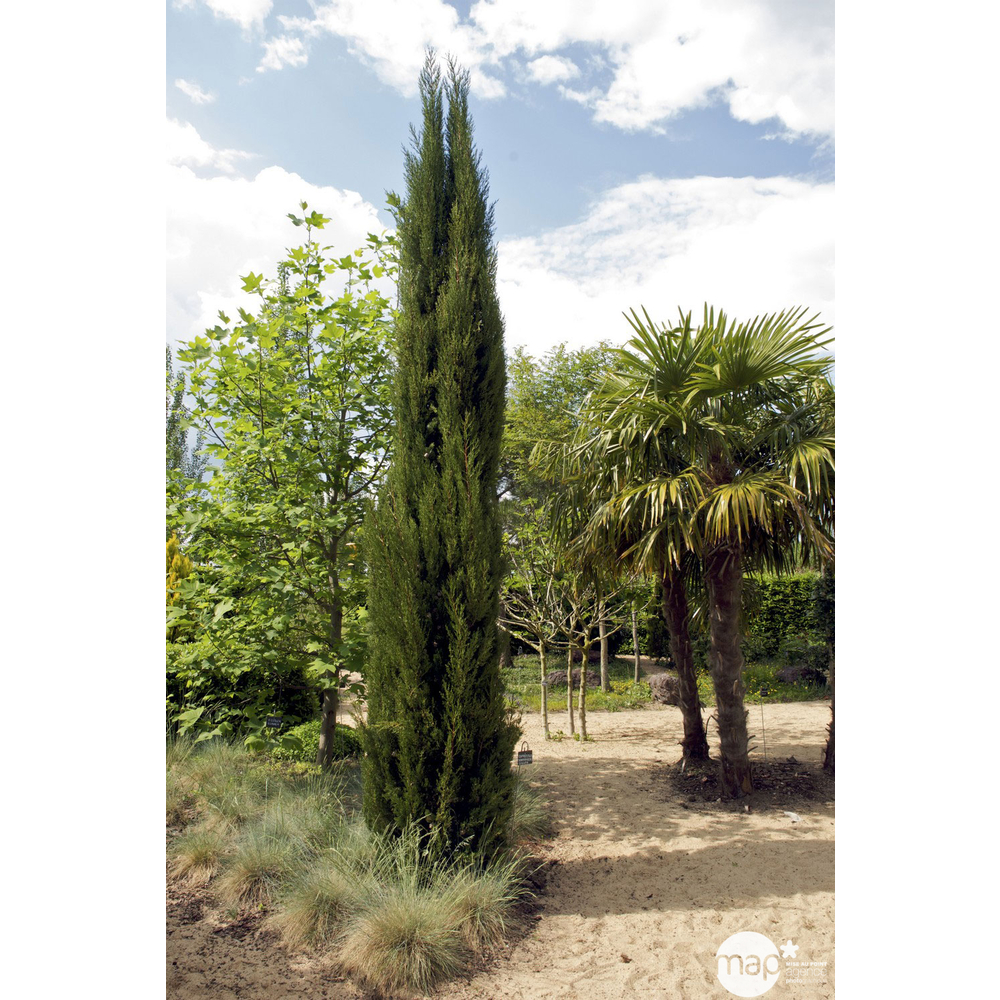 Cupressus sempervirens stricta: h.175/200cm