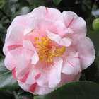 Camellia japonica : H 40/50 cm, ctr 4 Litres