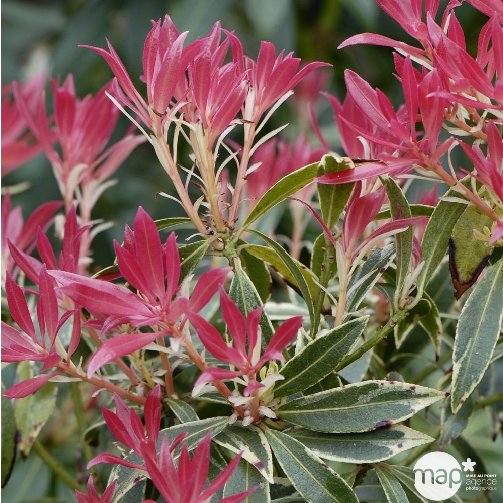 Pieris ' Forest Silver': H 30/40 cm conteneur 3 litres