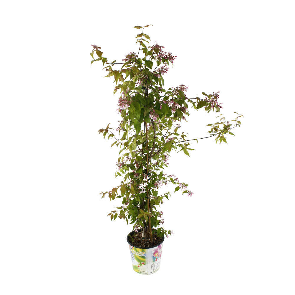 Kolkwitzia amabilis: Hauteur 40/60 cm conteneur 4L