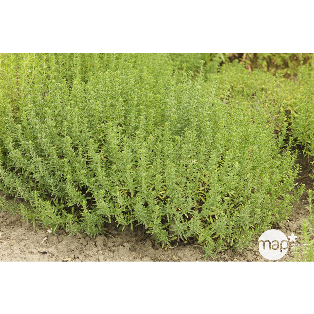 Pot sarriette vivace : 1L