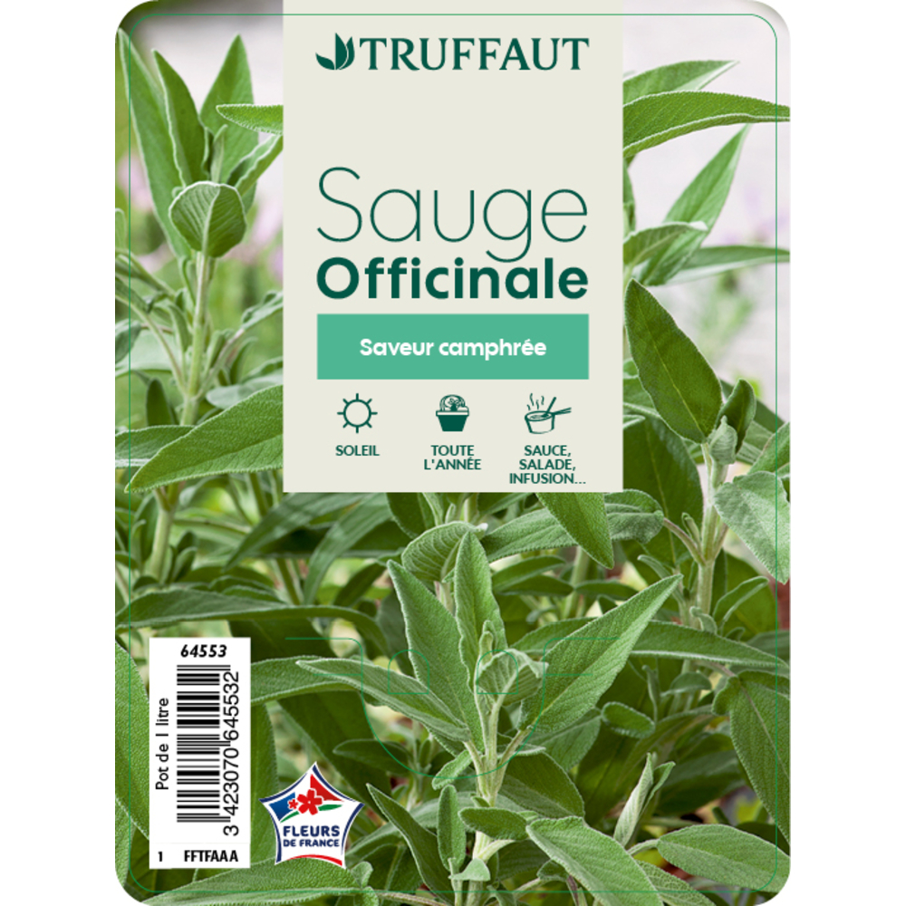 Sauge officinaleÂ : pot 1L