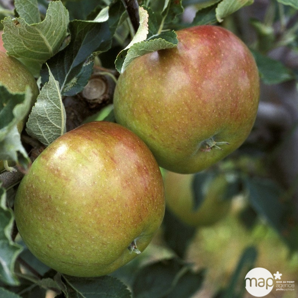 Pommier Cox orange Pippin : demi tige ctr 15 litres
