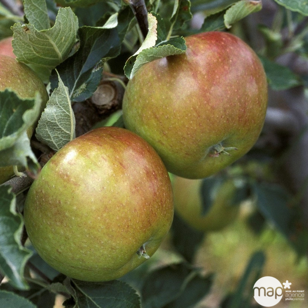 Pommier Cox orange Pippin : gobelet 3 ans d'âg ctr 12 litres