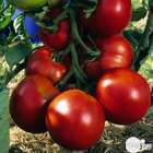 Plant de tomate 'Trésor' F1 : pot de 0,5 litre