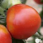 Plant de tomate 'Pyros' F1 : pot de 0,5 litre