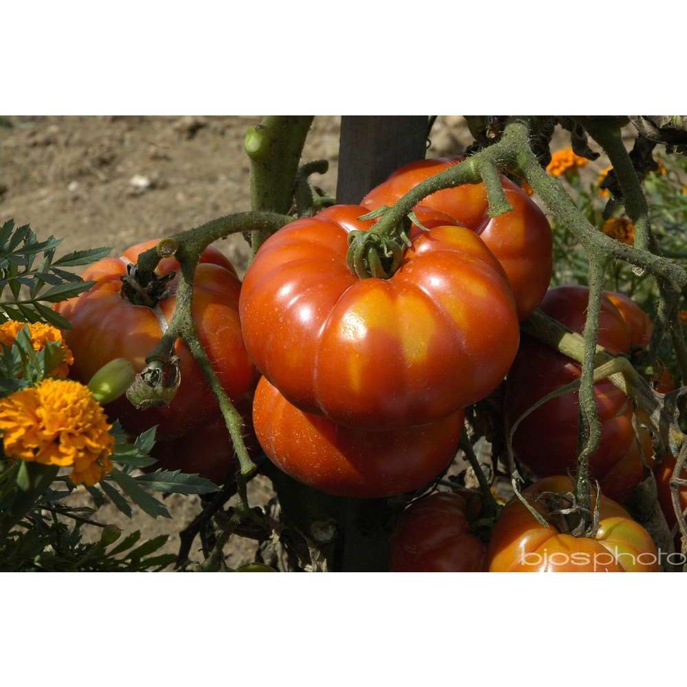 Plant de Tomate 'Santonio' F1 - Pot 0,5L